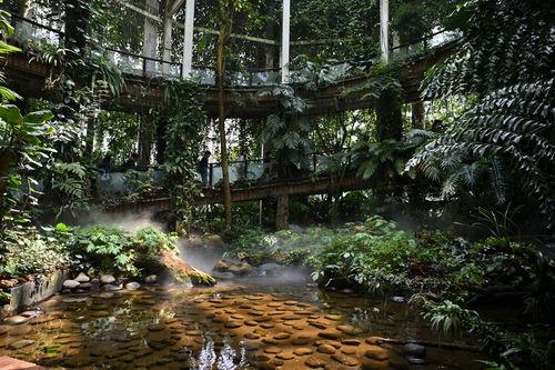 昆明植物园爆料视频最新,探秘神秘植物世界，揭秘珍稀物种之谜